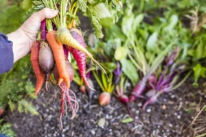 Root Vegetables For Liver Cleaning